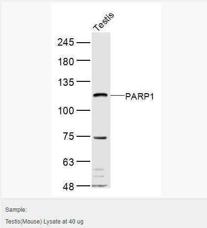 605437b2d5de5.png image.png