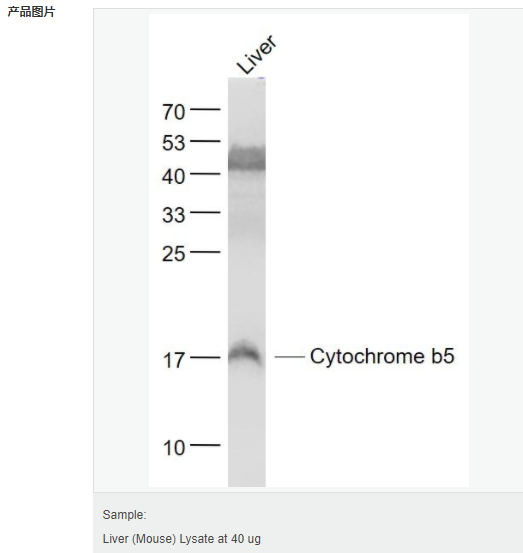 605c45a490542.png image.png